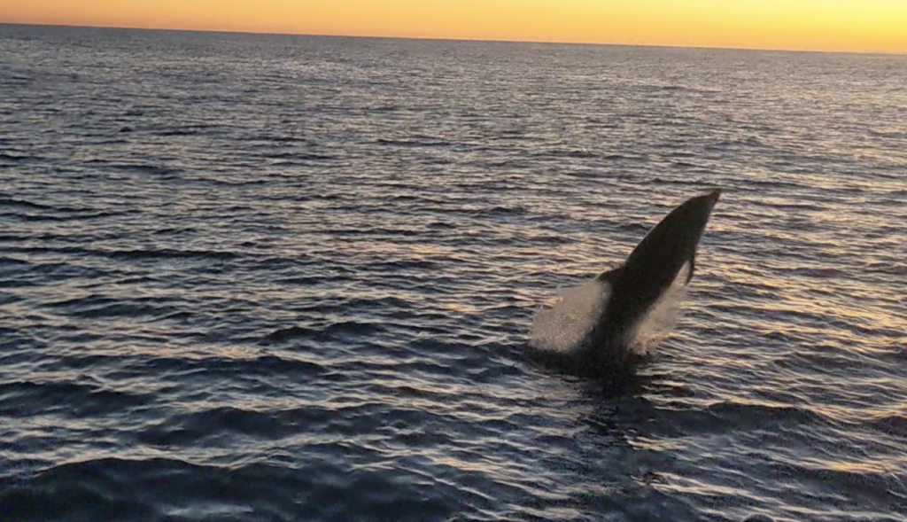 Image of a dolphin jumping out of the water